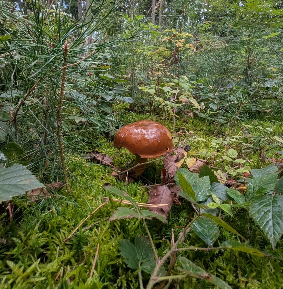 Piknik myśliwski na zakończenie lata.